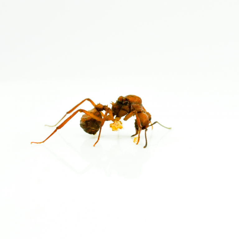 1004964_acromyrmex echimatior_konigin 2.jpeg